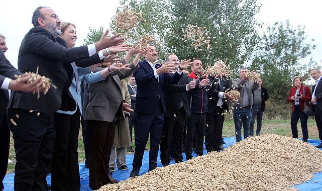 Meriç'te fıstık şenliği