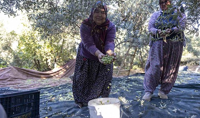 Mersin'deki fidan destekleri meyvesini veriyor