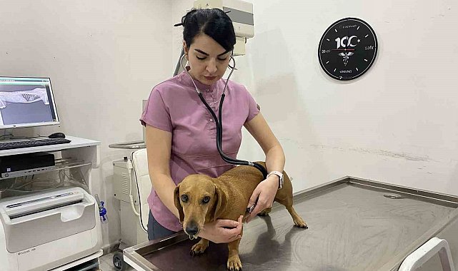 Mevsim geçişlerinde evcil hayvanların sağlığı için dikkat edilmesi gerekenler