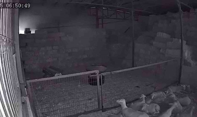 Mudanya'da ahır ve samanlık yangınında 170 hayvan küle döndü, o anlar kamerada