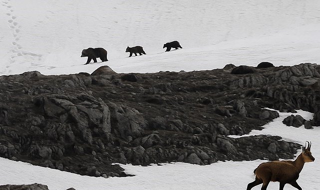 Munzur Dağı'nda nefes kesen anlar: Boz ayıdan kaçan dağ keçileri kamerada