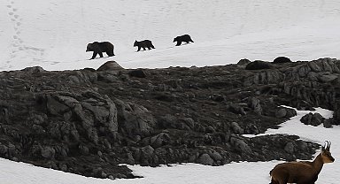 Munzur Dağı'nda nefes kesen anlar: Boz ayıdan kaçan dağ keçileri kamerada