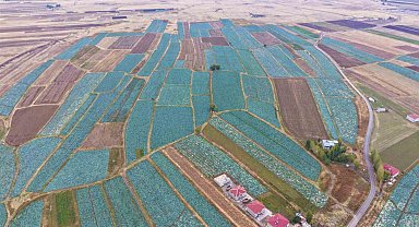 Muş Ovası'nda lahana hasadı başladı: 150 milyon liralık katkı bekleniyor
