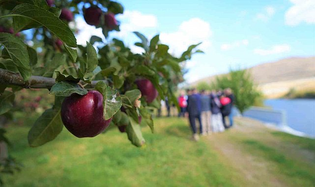 Muş'ta elma hasadından 100 milyon liralık gelir bekleniyor