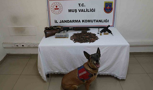 Muş'ta tezek yığınının altından silah ve mühimmat çıktı