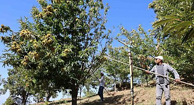 Nazilli'de kestane işçi yevmiyeleri belli oldu