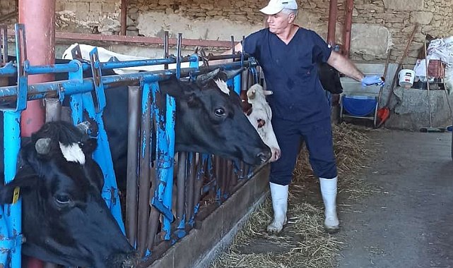 Nazilli'de şap aşılama çalışmaları tamamlandı