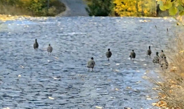 Nemrut Kalderası'nda çil keklik sürüsü görüntülendi