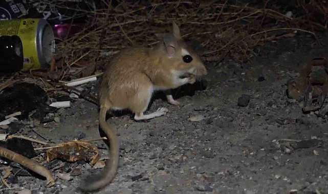 Nesli tükenme tehlikesindeki Arap tavşanı görüntülendi