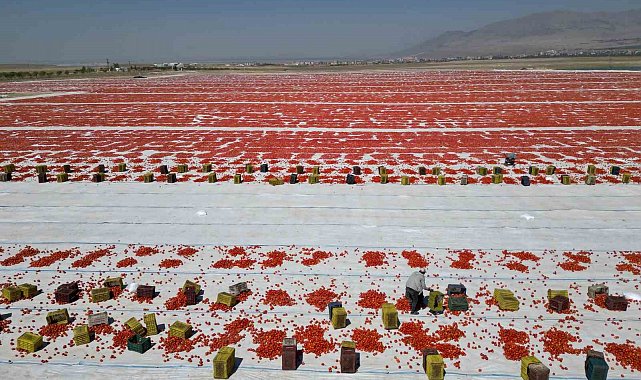 Niğde'de güneşte kuruyan domatesler dünya sofralarında