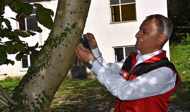 Ordu İl Tarım ve Orman Müdürü Ay: "Kahverengi kokarca ile mücadele aralıksız devam ediyor"