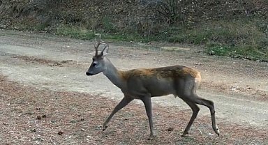 Ormanda yiyecek arayan karacalar fotokapanda