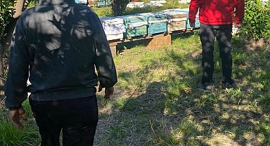 Ortaca'da arılı kovan desteklemeleri devam ediyor