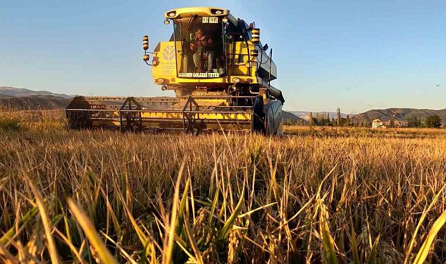 Osmancık'ın 'beyaz altını'nda hasat başladı: 20 bin dekar alanda üretim yapılıyor