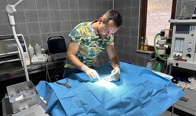 Osmaneli'nde olta iğnesi batmış kedi kurtarıldı