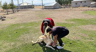 Patnos'ta köpeklere mikroçip ve kuduz aşısı uygulaması