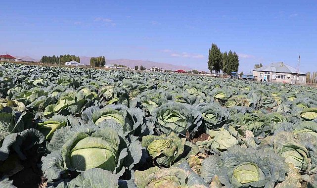 Patnos'ta Lahana hasadı başladı