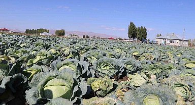 Patnos'ta Lahana hasadı başladı