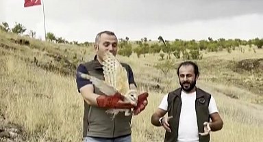 Peçeli baykuş yeniden yaban hayatta