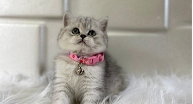 Petyasam.com ile British Shorthair Sahiplendirme