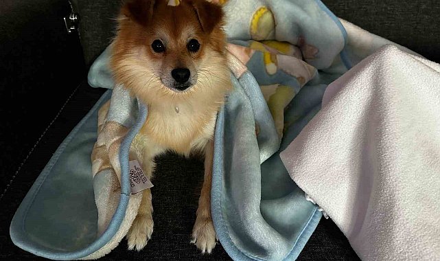 "Pablo"yu bulana 50 bin lira ödül verecekler