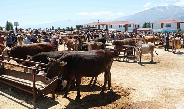 Refahiye'nin 34 köyünde şap karantinası