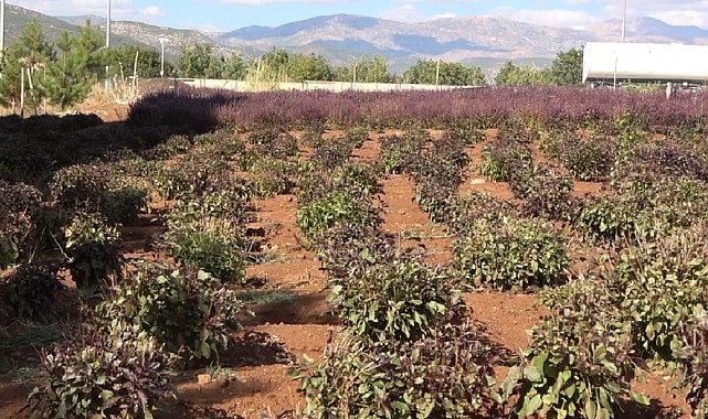 Reyhan tohuma bırakıldı, arılar bal üretti