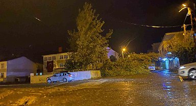 Rüzgarın kökünden söktüğü ağaç otomobilin üzerine devrildi
