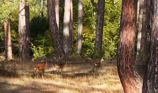 Safranbolu'da anne karaca ve yavruları görüntülendi