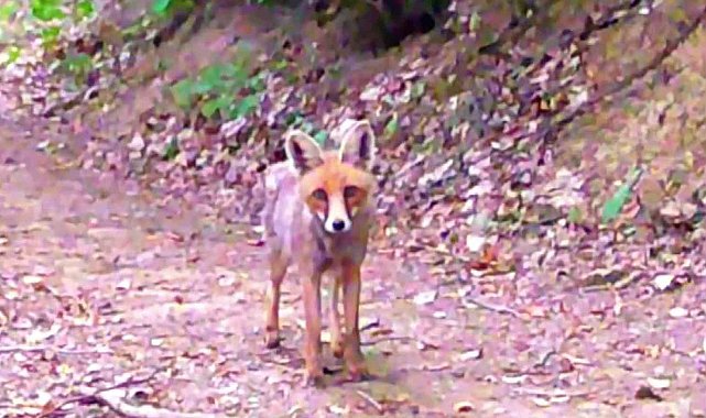 Samsunlu iki doğa tutkunu fotokapanla yaban hayatı kayıt altına alıyor