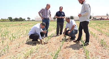 Şanlıurfa'da anız yakılmadan ekilen mısır ve pamukta yüksek verim