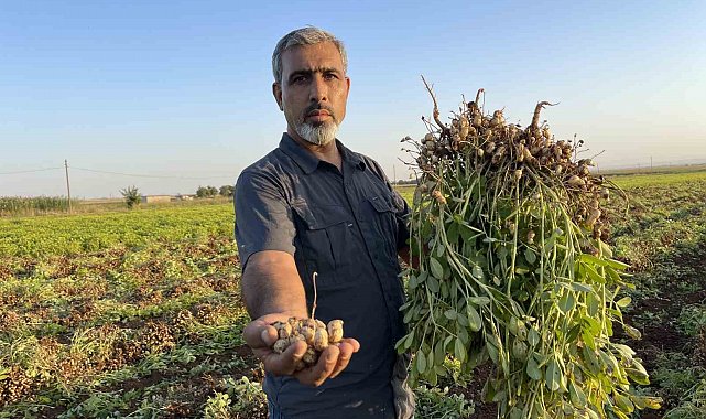 Şanlıurfa'da pamuk yerini yer fıstığına bırakıyor