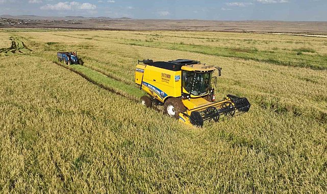 Şanlıurfa'da yetişen Karacadağ pirincinde hasat başladı