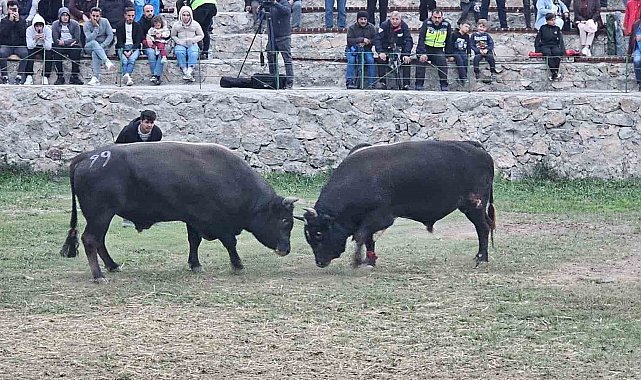 Şap hastalığı nedeniyle ertelenen Ardanuç boğa güreşleri festivali sona erdi