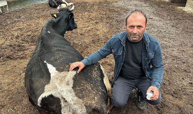 Şap vurdu: 35 litre süt veren sığırdan bir çay bardağı süt almaya başladı