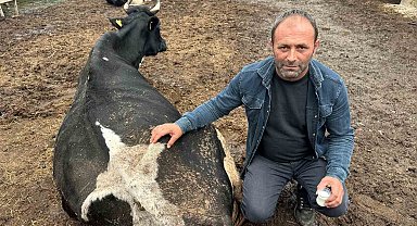 Şap vurdu: 35 litre süt veren sığırdan bir çay bardağı süt almaya başladı