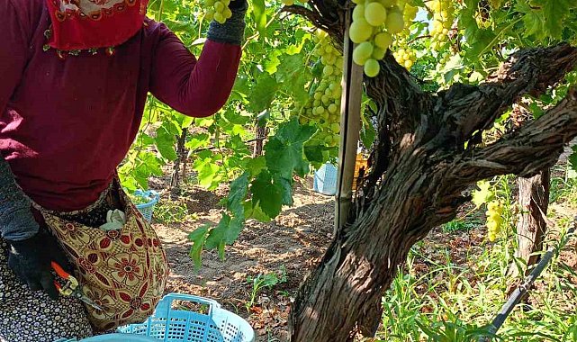 Sarıgöl'de üzüm hasadı aralıksız devam ediyor