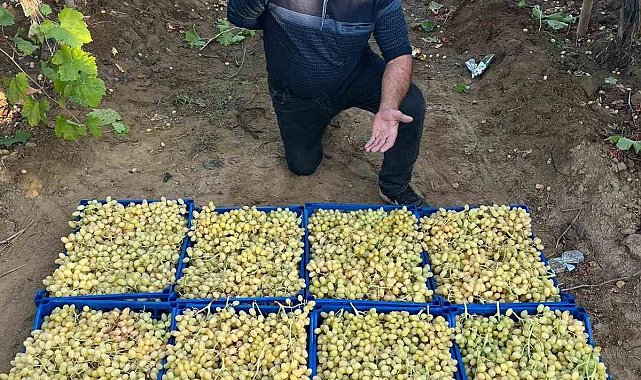 Sarıgöl'de üzüm hasadı hız kesmeden devam ediyor