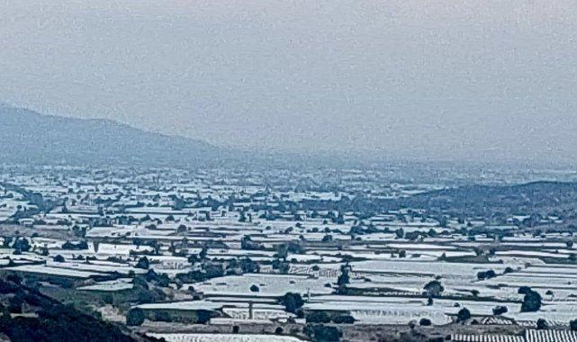 Sarıgöl'de üzüm üretici ihracatın hız kazanmasını bekliyor