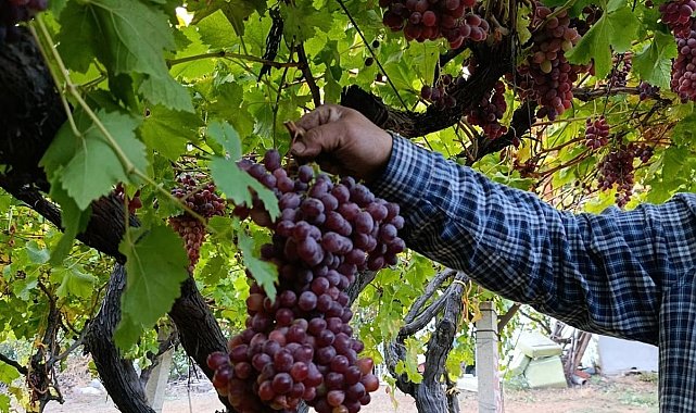 Sarıgöllü üreticiden 1 kilo 740 gramlık üzüm salkımı