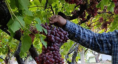 Sarıgöllü üreticiden 1 kilo 740 gramlık üzüm salkımı