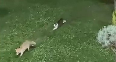 Şemdinli'de kedi ile tilkinin oyun keyfi