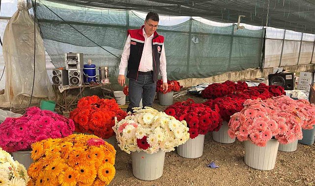 Serada sebzeden gerberaya: Üretim çeşitliliği dikkat çekiyor