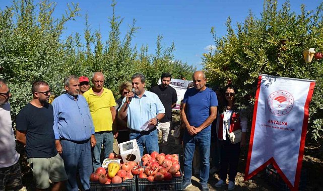 Serik'te nar hasadı başladı