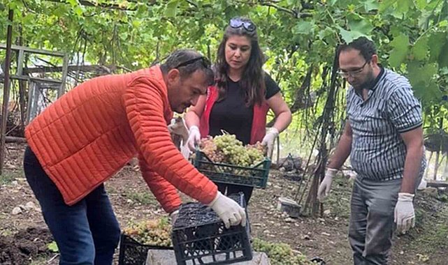 Seydikemer'de bazı üzümlerde yasaklı aktif madde tespit edildi