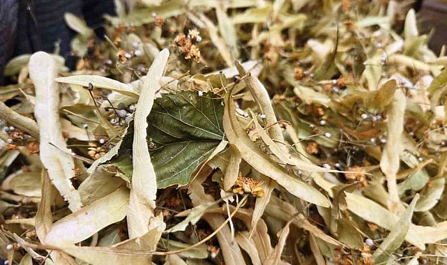 Şifa deposu ıhlamura ilgi arttı