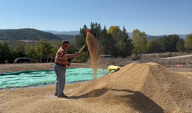 Sinop, çeltik üretiminde Türkiye'de 6'ncı sırada