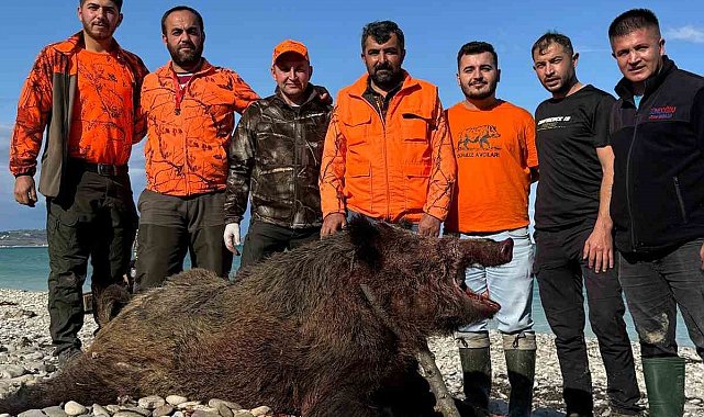 Sinop'ta avcılar 300 kiloluk domuz avladı
