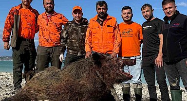 Sinop'ta avcılar 300 kiloluk domuz avladı