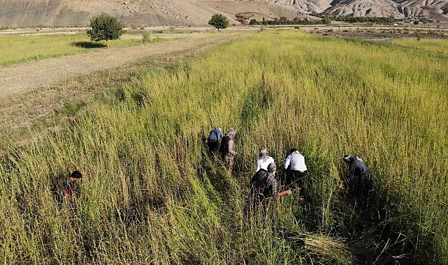 Şırnak'ta 5 bin dekar alandan 300 ton susam rekoltesi bekleniyor